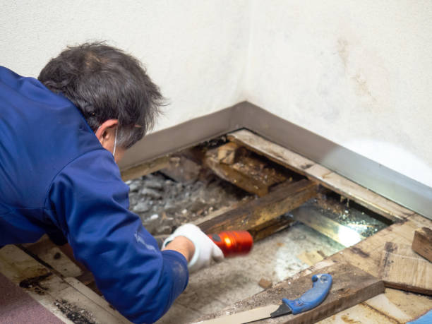 Best Certified Mold Removal  in Inwood, FL