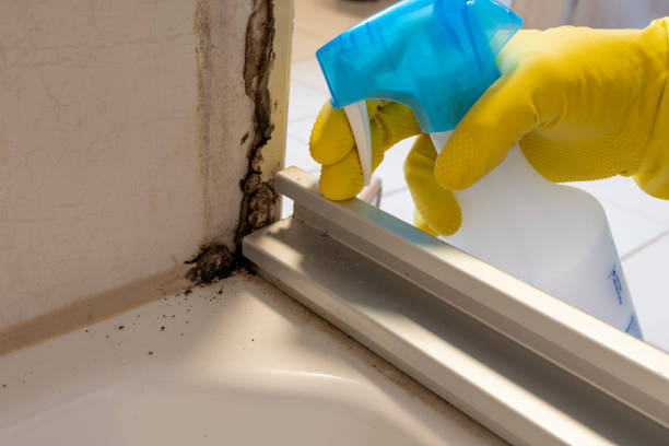 Best Mold Remediation  in Inwood, FL
